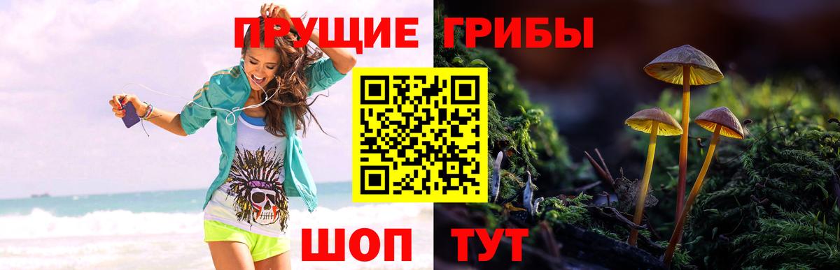 Галлюциногенные грибы Psilocybe  Вход с VPN  Бор 